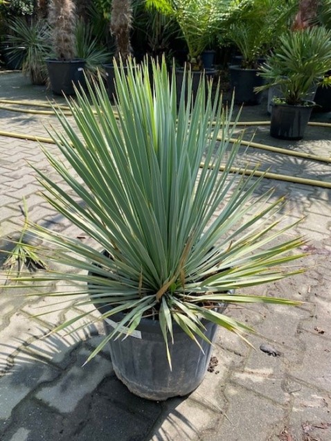 Foto : Yucca in de tuin: een exotische blikvanger met mediterrane uitstraling