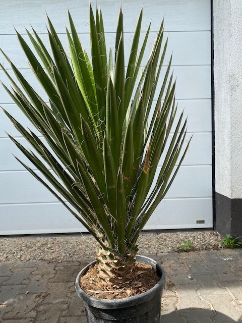 Foto: yucca filifera enkelstam  1065 0