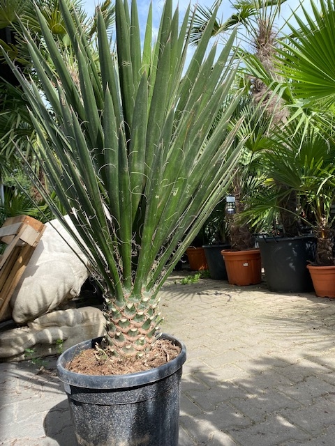 Foto: yucca filifera enkelstam  1065 2
