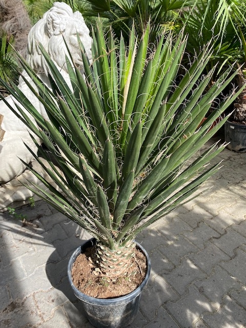 Foto: yucca filifera enkelstam  1065 3