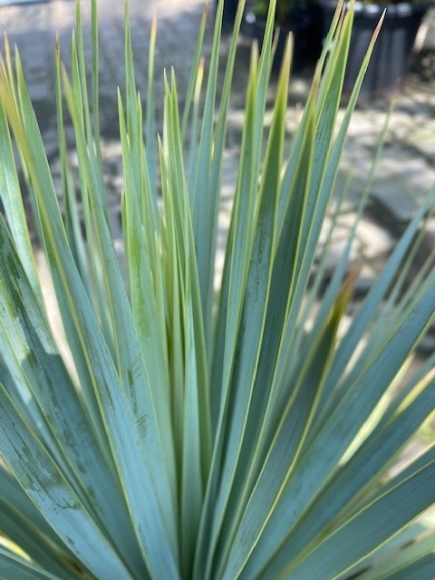 Foto: yucca rostrata planthoogte  50cm  809 1