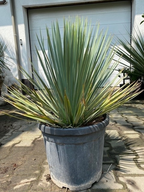 Foto: yucca rostrata planthoogte  50cm  809 2