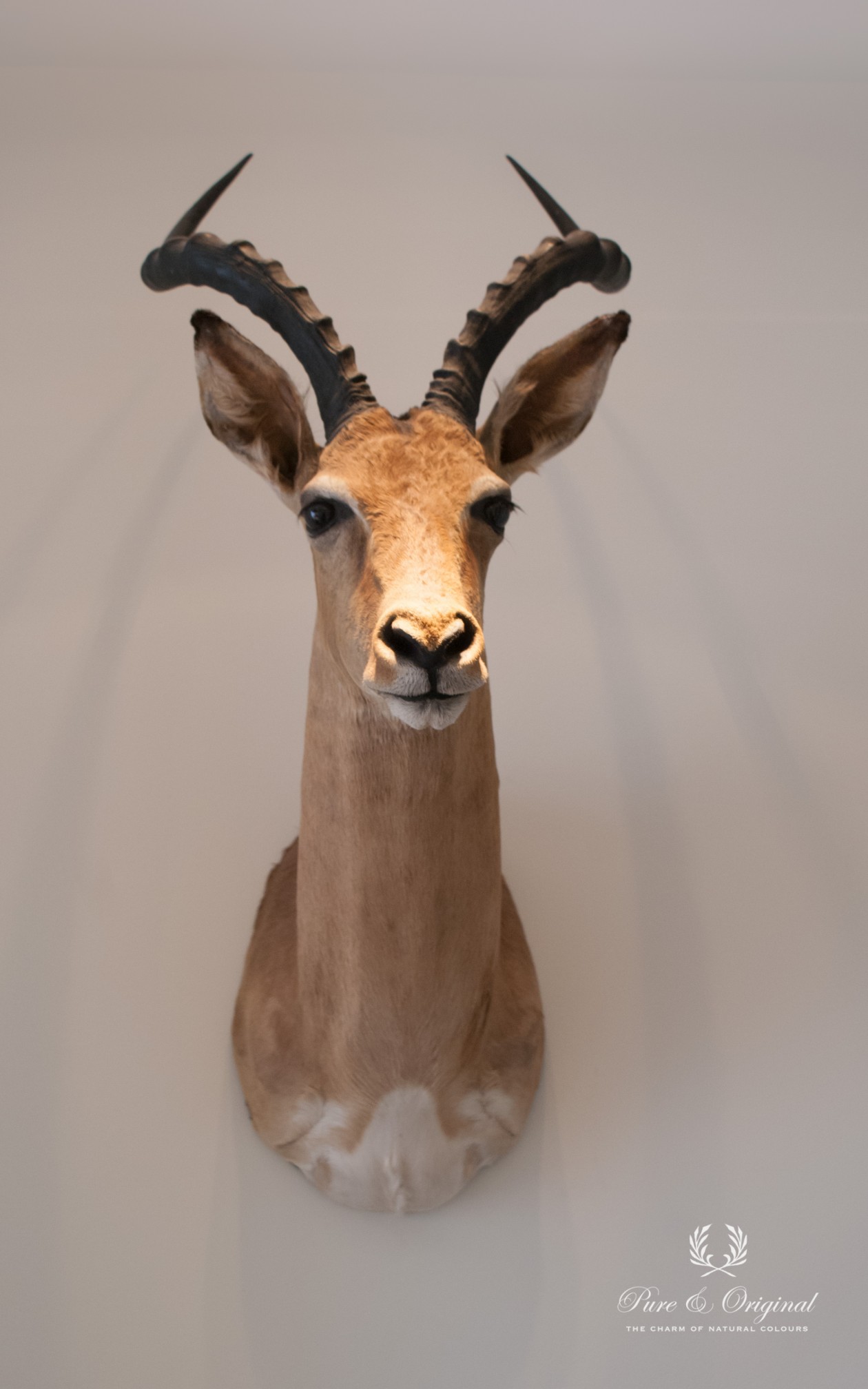 Foto: w3 Licetto kleur Coffee Cream Pure Original