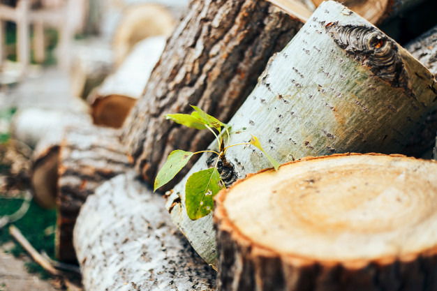 Foto: groene bladeren op een felled boom op een blok aardbescherming 93267 267