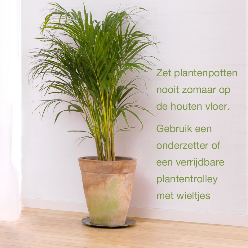 Tips_voor_de_houten_vloer/Planten.jpg