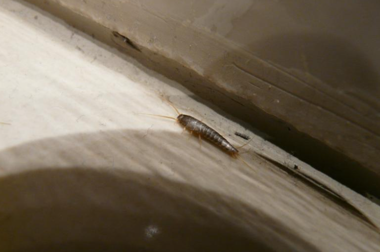 Foto: Schermafbeelding 2024 04 25 121951