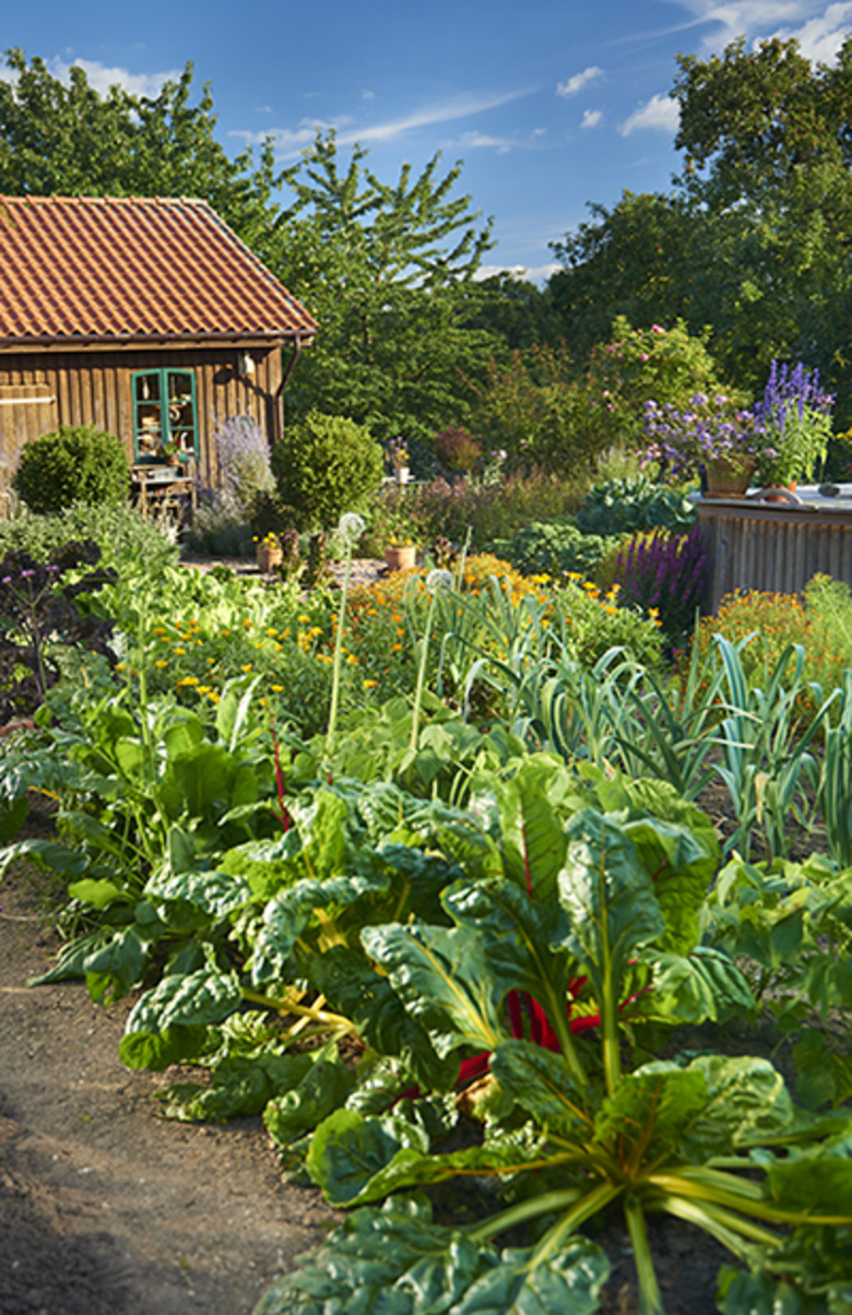 Foto: csm gemuesegarten 4d3e602a77