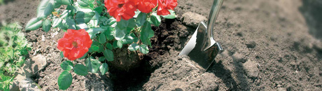 Foto: csm rose da1e188fb2