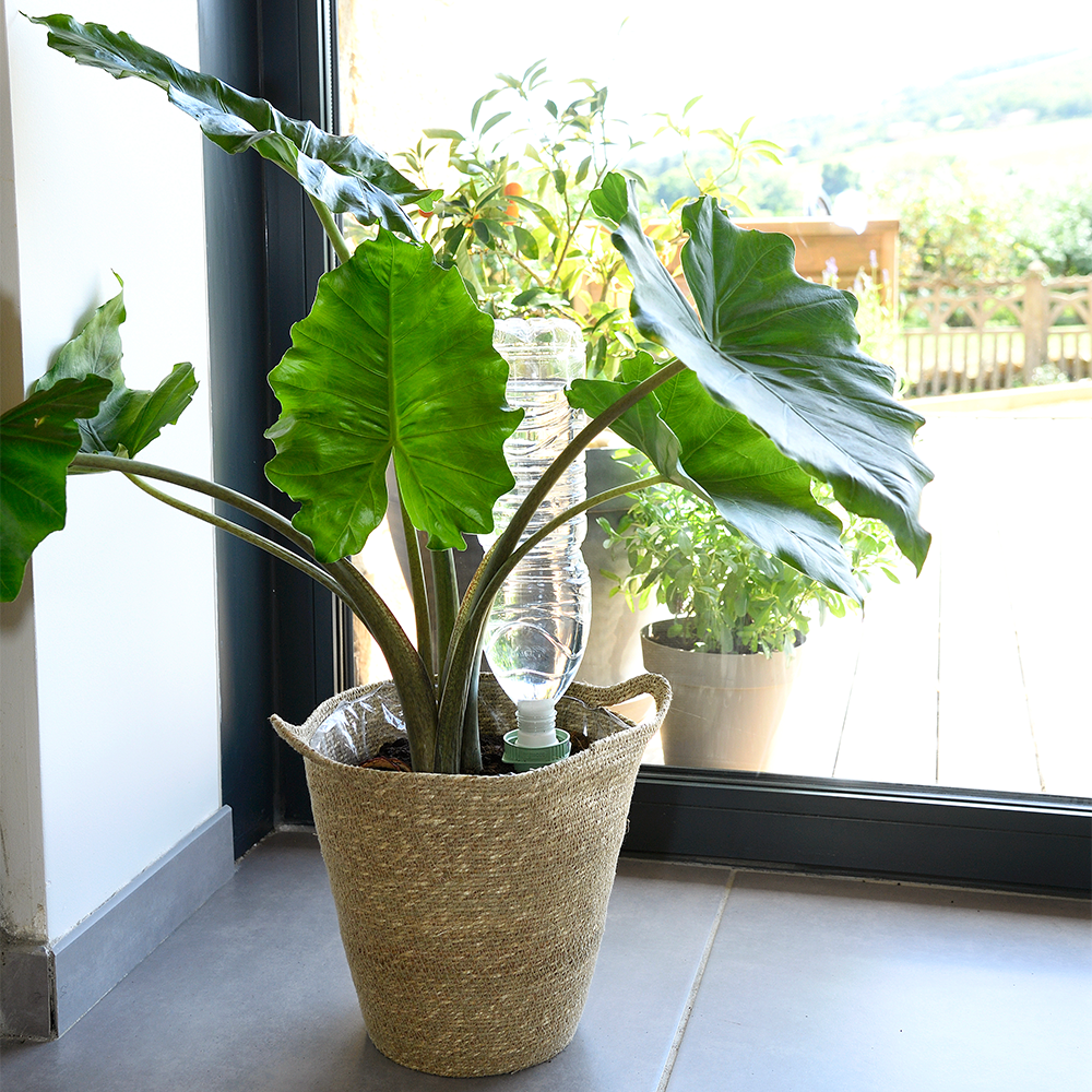 Foto: Aquasolo Lifestyle Large Plantpot