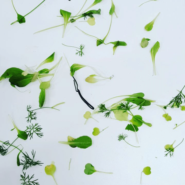 Foto: Wonennl plants plantcube indoor farm urbangardensweb