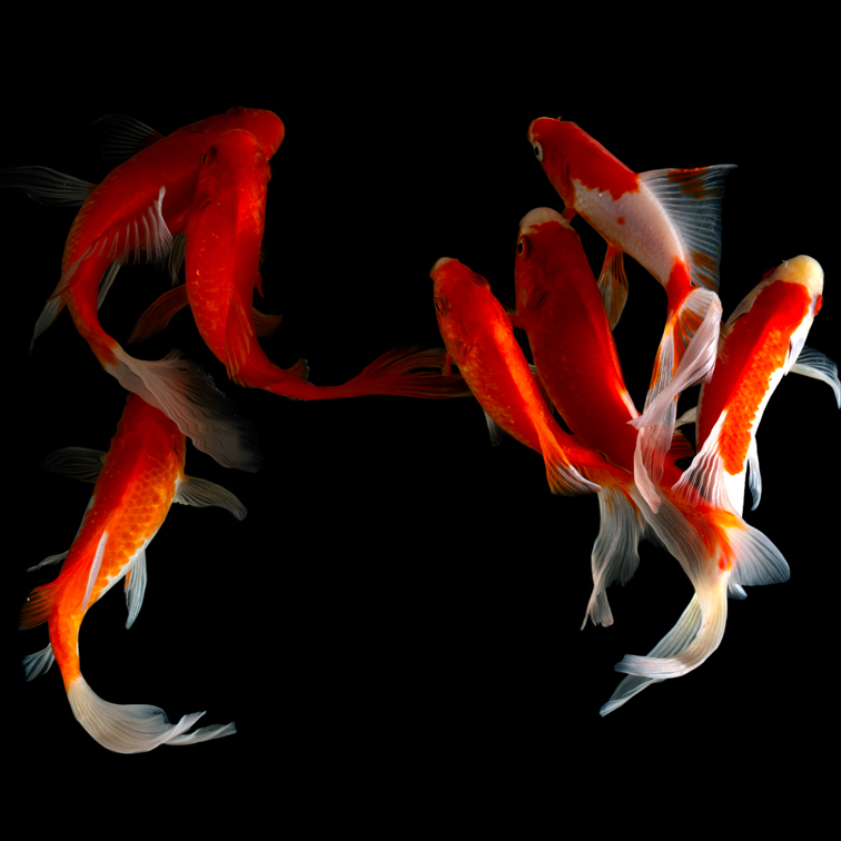 Foto: themes NOURRITURE POISSON