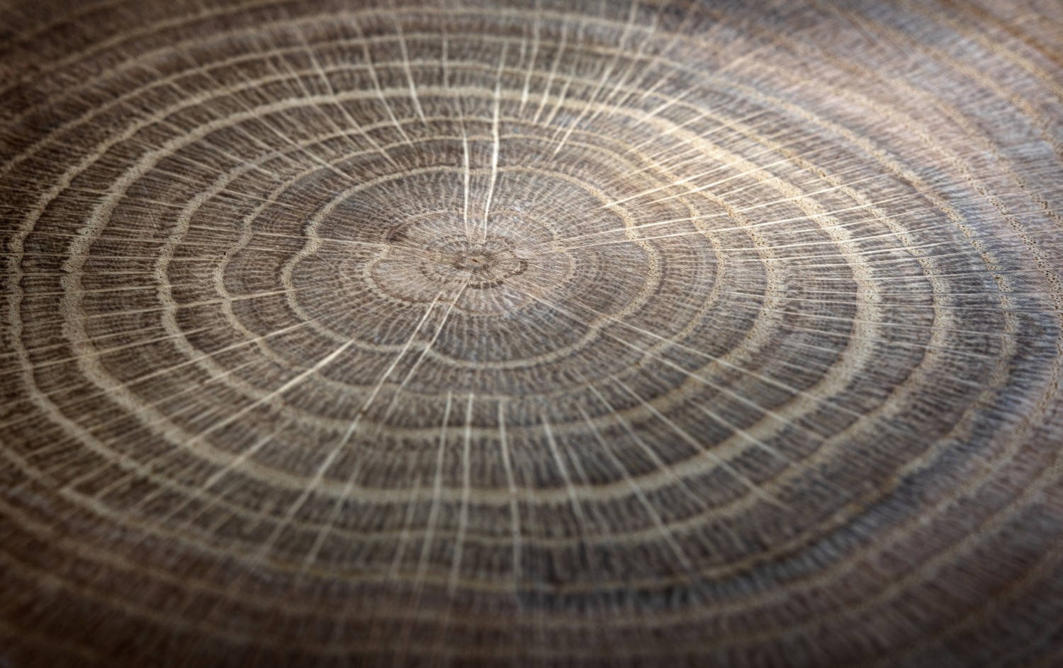 Foto: shutterstock 2729353791 LR