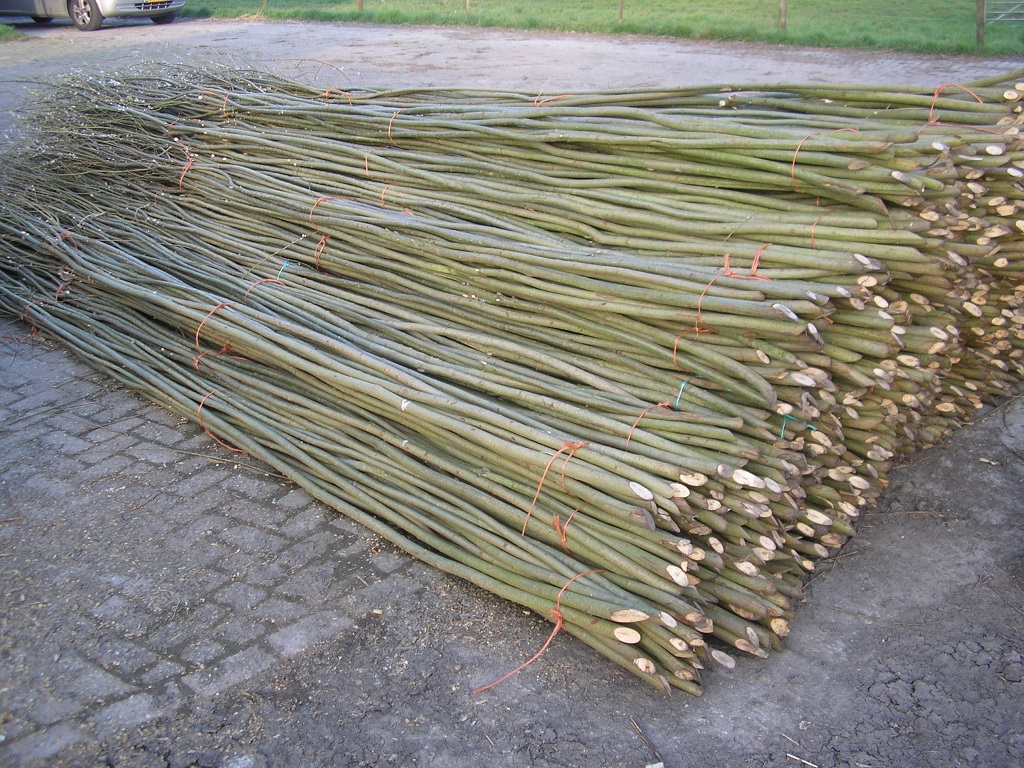 Foto: Wonennl Wilhout wilgentenenschutting 01