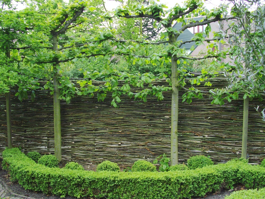 Foto: Wonennl Wilhout wilgentenenschutting 02