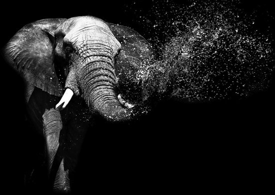 olifanten%201.jpg