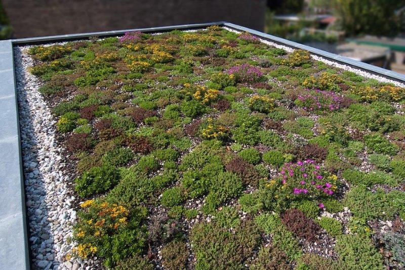 Foto: Duurzaam bouwen en energieneutraal bouwen  groen dak