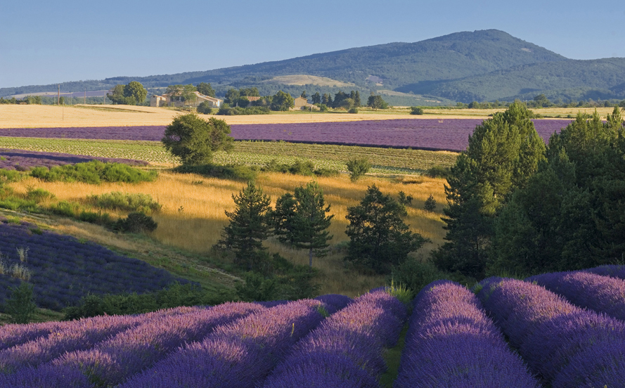 Foto: tuinposter lavendel lanschap