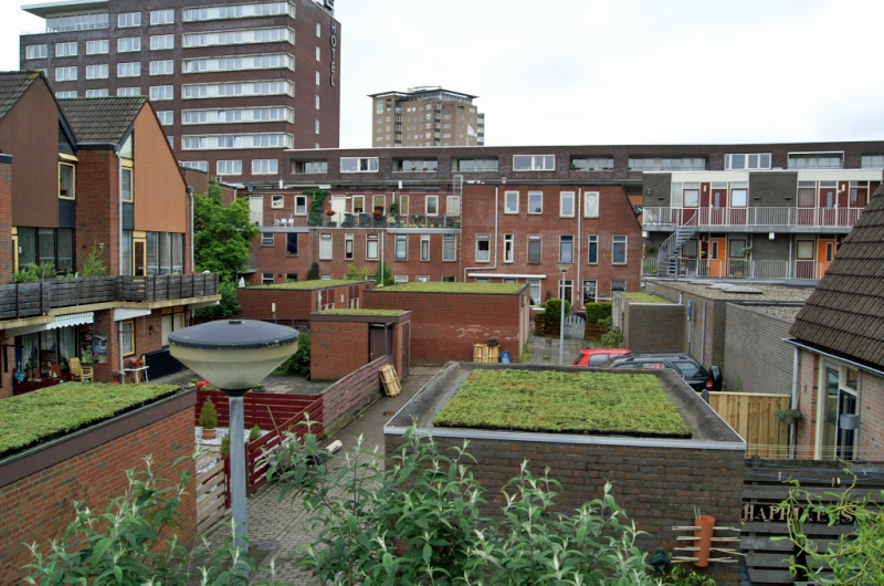 Foto: FirmusSEDUM  (16)