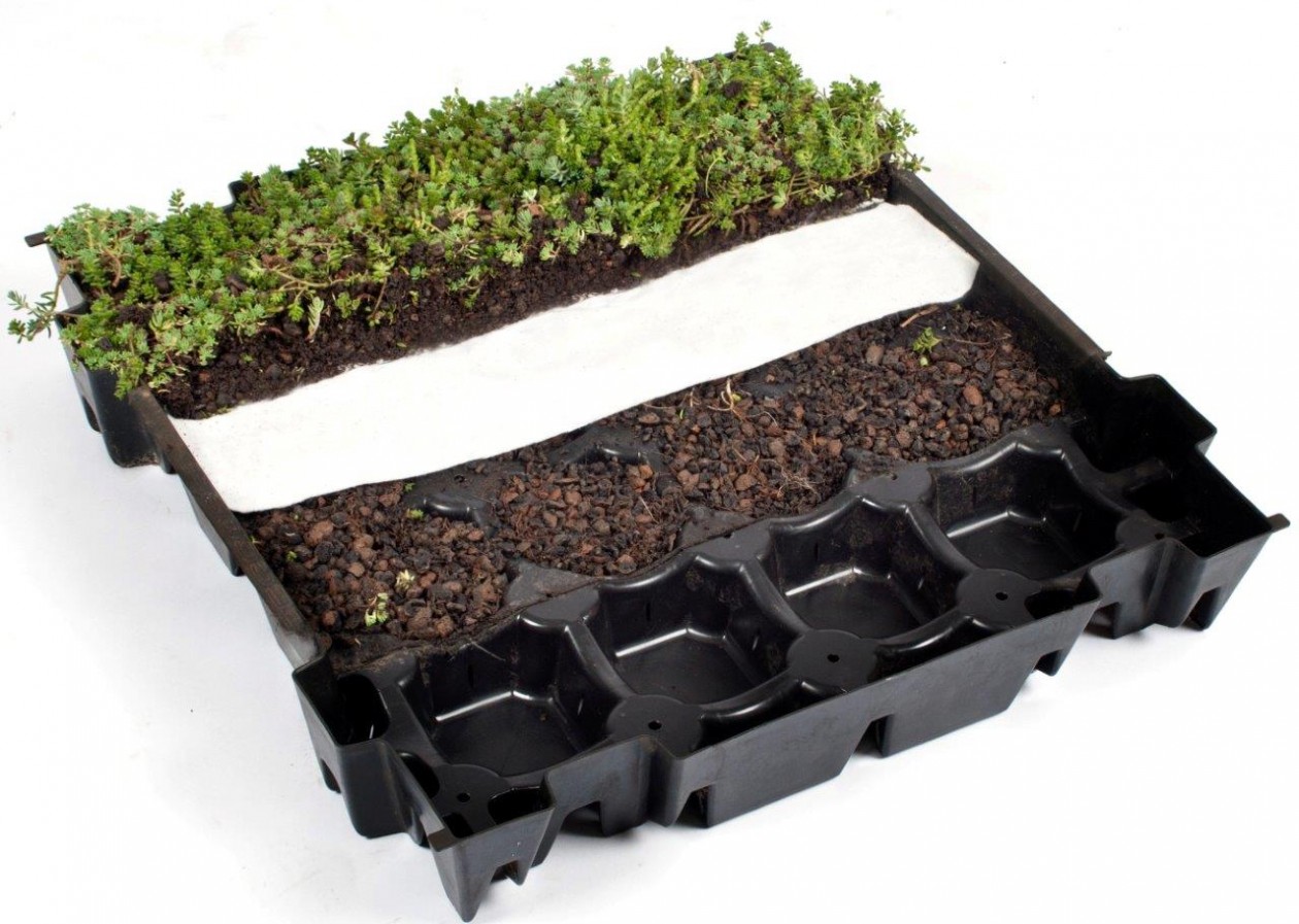 Foto: w3 FirmusSEDUM  (1)