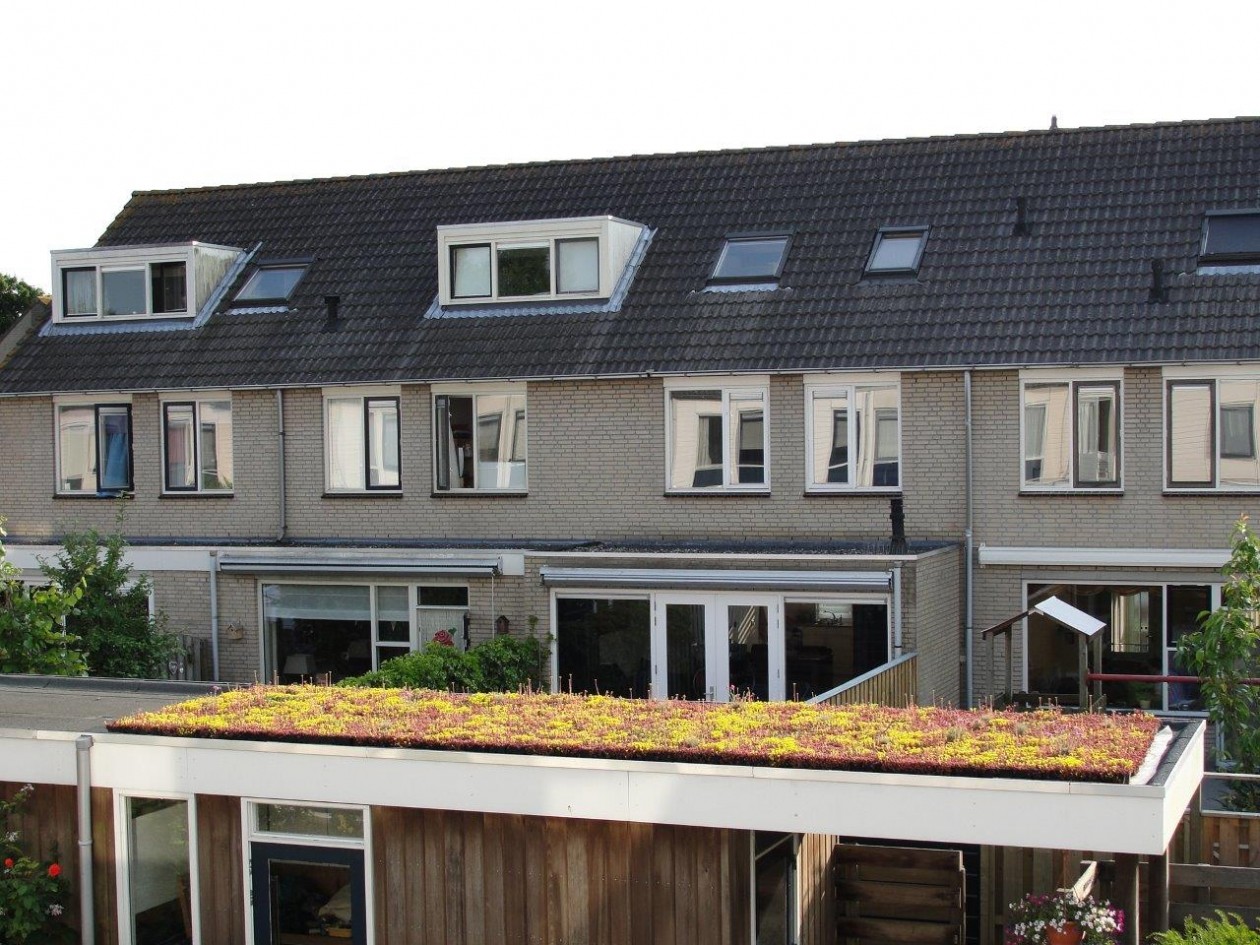 Foto: w3 FirmusSEDUM  (2)