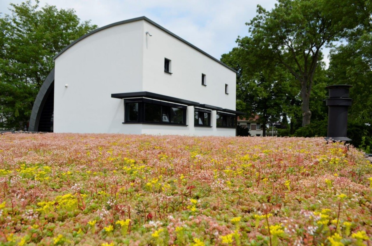 Foto: w3 FirmusSEDUM  (4)