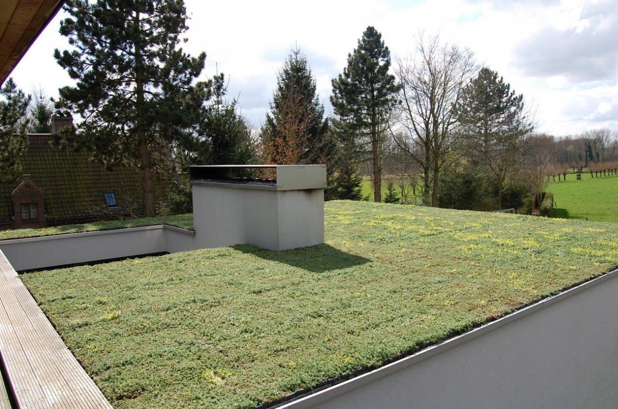 Foto: w3 FirmusSEDUM  (6)