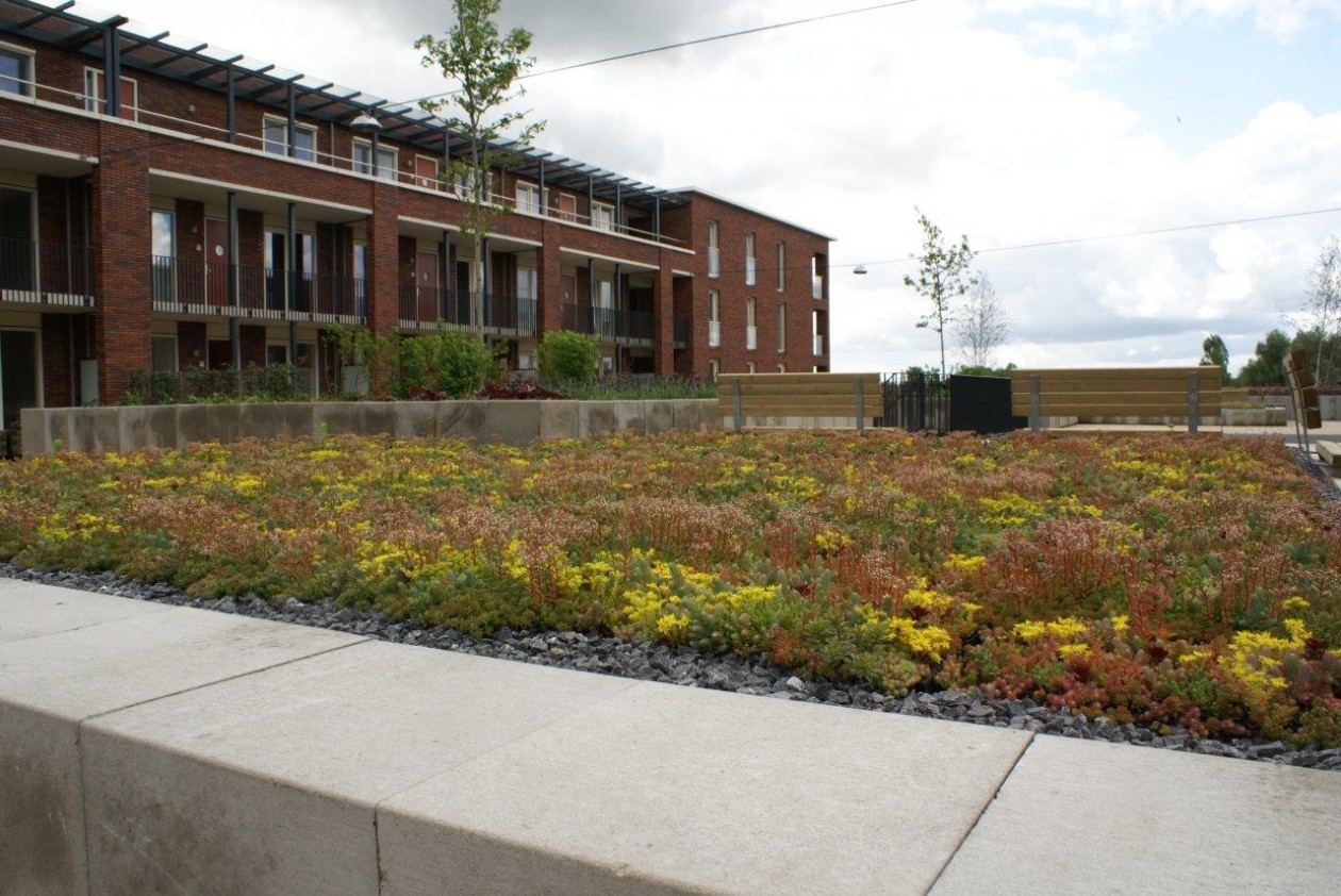 Foto: w3 FirmusSEDUM  (7)