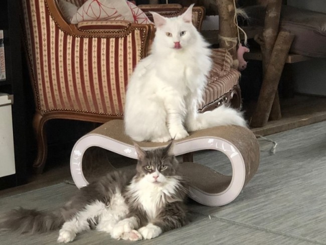 Foto: 1 2 qualitycat cat on singha medium krabpaal krabmeubel karton