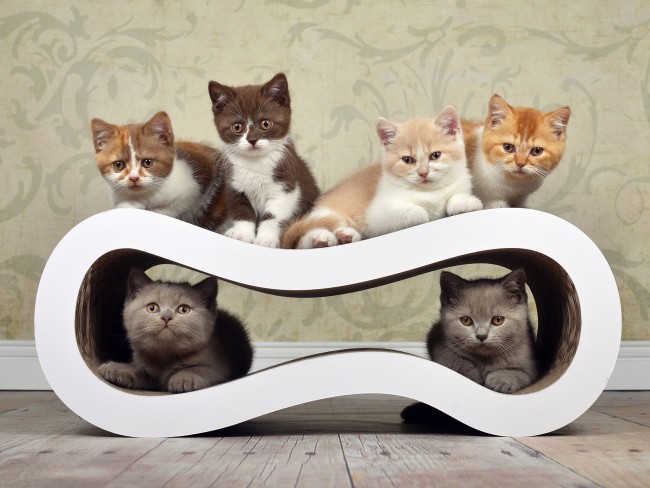 Foto: 1 qualitycat cat on singha medium krabpaal krabmeubel karton