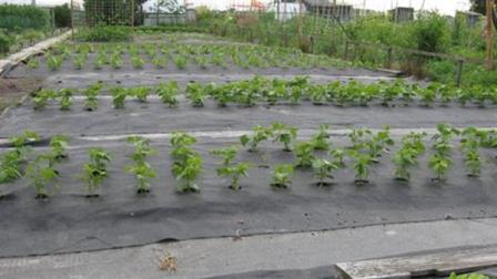 Foto: in tuin complex