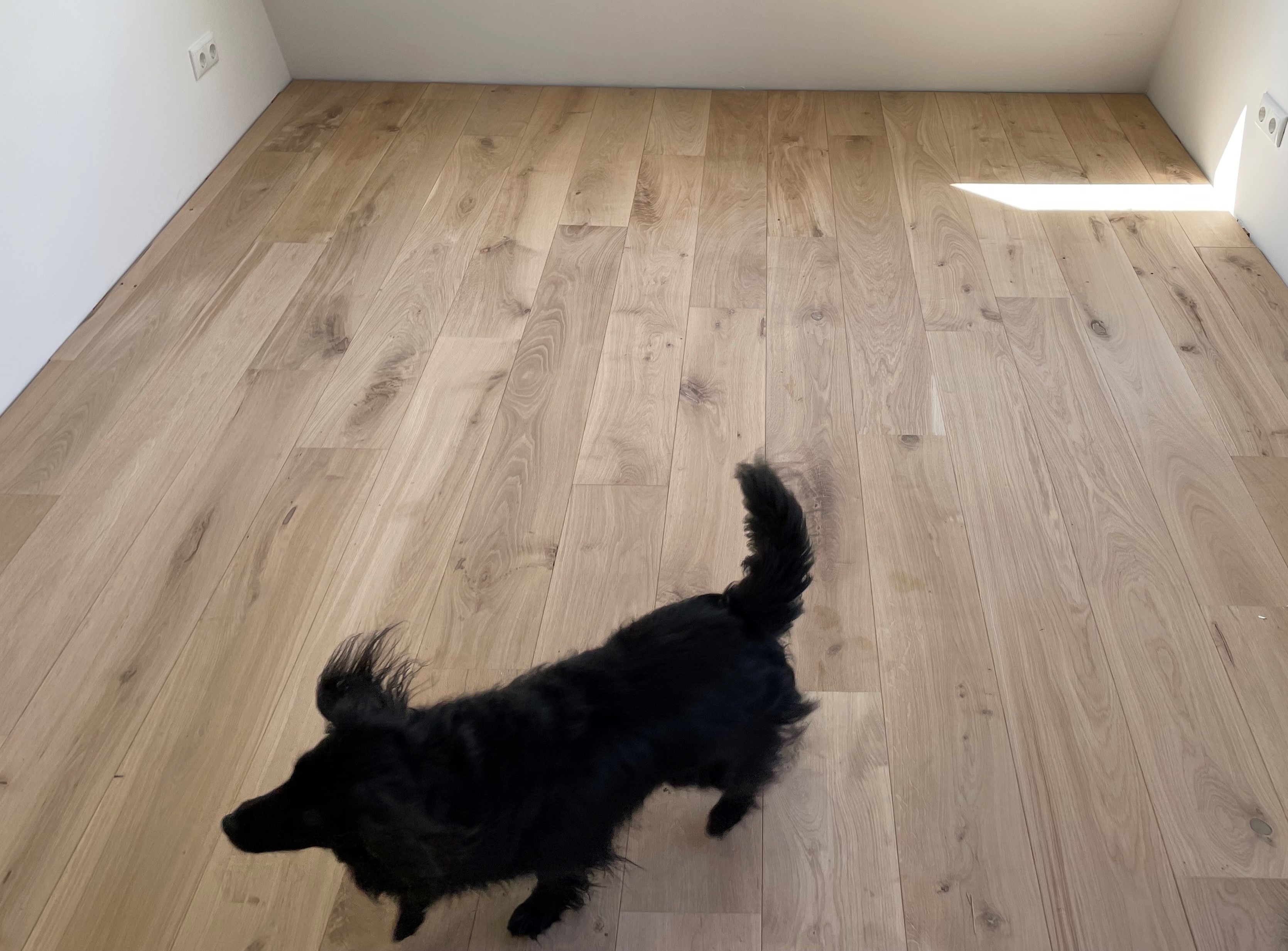 Foto: 18 cm breed 4 hond